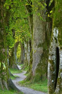 Auszeit im Wald